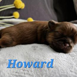 Howard - Red and tan male Shih Tzu puppy in Corona, California from Ju Shih Tzu