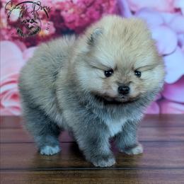 Reba - Orange sable female Pomeranian puppy in Fultonville, New York from Sandy Aussies & Pomeranians