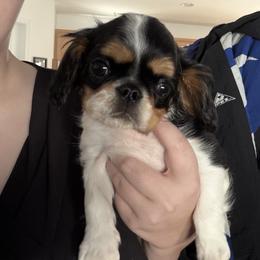 Enchanting Charlies Misunderstood Greed - Black white and tan female English Toy Spaniel puppy in Pennsylvania from Enchanting Charlies