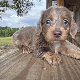 Dachshund Puppies from B’s Dachshunds