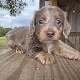 Dachshund Puppies from B’s Dachshunds