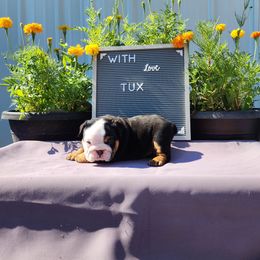Tux - Black tri-color male Bulldog puppy in Hillsdale County, Michigan from KZ Bullies LLC