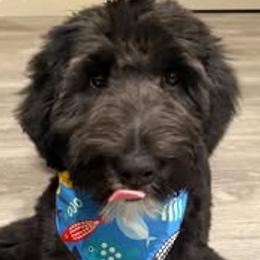 Assorted Doodle Crosses and Bernedoodle All Grown Up from Gentle Giants Doodle Co.