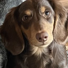 Huck - Dachshund