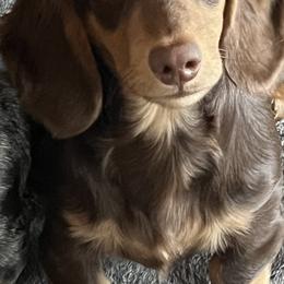 Huck - Dachshund