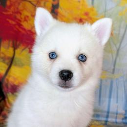 Rayne - 1900 - White female Pomsky puppy in Spring Hill, Florida from www.PuppyTimeEmporium.com