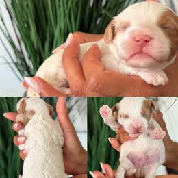 September - Tri-color male Cavapoo puppy in Yuciapa, California from AlltheDoodlez_