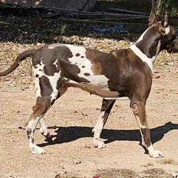 Elara - Great Dane