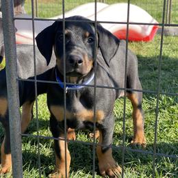 Doberman Pinscher Puppies from Jensen Dobermans