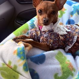 Chia - Prague Ratter