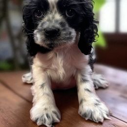 Boy 1 - Black and white male Cocker Spaniel puppy in Defuniak Springs, Florida from Anastasia Knight's Cocker Spaniels