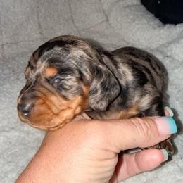 Boy 1 - Dapple male Dachshund puppy in Pierson, Florida from Michelle’s Mini Dachshunds