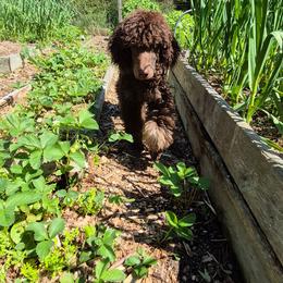 George - Phantom male Poodle puppy in Milford, Michigan from Cuddley-Poods Moyen poodles