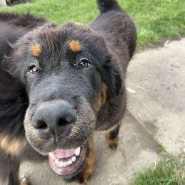 Orange - Black and tan male Tibetan Mastiff puppy in Maxwell, Ia, Iowa from HW Kennel
