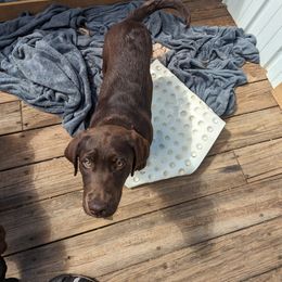 Labrador Retriever Puppies from Rapidan River Labradors