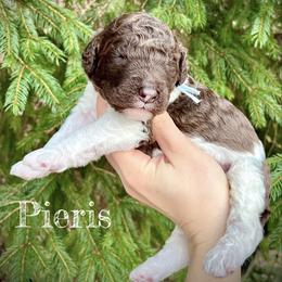 Pieris - Parti male Poodle puppy in Wilkes Barre, Pennsylvania from Apricity Poodles