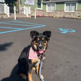 Miniature Australian Shepherd Puppies from Dusty Dogs Miniature Australian Shepherds
