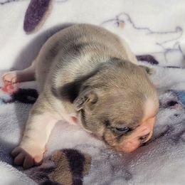 Rhuby - Blue female French Bulldog puppy in Minooka, Illinois from Pirouette Am Staffs and Incroyableu French Bulldogs