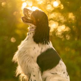 English Springer Spaniels from Raven Ridge Springers
