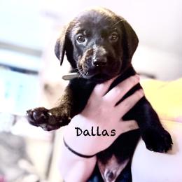 Dallas- Light- blue - Black male Labrador Retriever puppy in Moore, Oklahoma from Okiehuntinboyz Labrador Retrievers