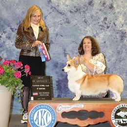 Jack - Pembroke Welsh Corgi