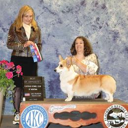 Jack - Pembroke Welsh Corgi