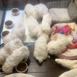 Bichon Frise Puppies from Heavenscent Bichons