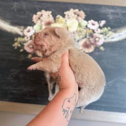 Stefon - Cream dilute male Chinese Shar-Pei puppy in Lehigh Acres, Florida from Florida Wrinkles