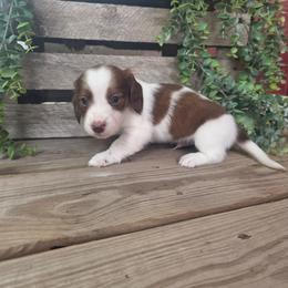 Porkchop - Piebald male Dachshund puppy in Grant, Michigan from Low Down Dashchuand