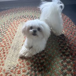 Tiny Dancer Li’l Sam - Maltese