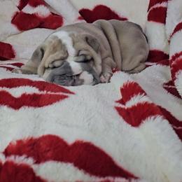 Valentine - Lilac tri-color female Bulldog puppy in Franklin Grove, Illinois from Illinois Bullies Kennel