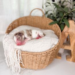 Chip - Merle male Goldendoodle puppy in Ooltewah, Tennessee from Allison Family Doodles