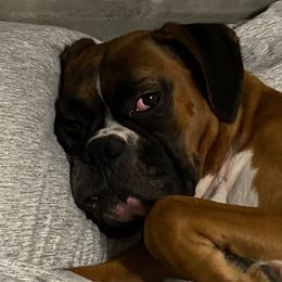 Roxie - Boxer
