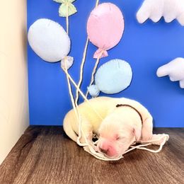 Golden Retriever Puppies from Top Gun Golden Retrievers