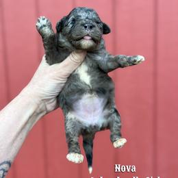 Nova - Merle female Labradoodle puppy in Grove, Oklahoma from Guinn Family Farms