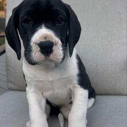 Echo - Mantle female Great Dane puppy in Liberty, New York from Catskills Greatest Danes