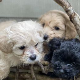 Maltipoos from Augie's Doggies
