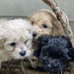 Maltipoos from Augie's Doggies