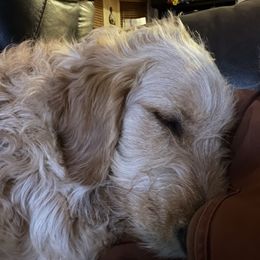 Maya - Goldendoodle puppy from 2 Lazy Ts Ranch
