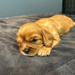 Boy 2 - Ruby male Cavalier King Charles Spaniel puppy in Solon, Iowa from Hickory House Cavaliers