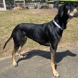 Bailey - Great Dane