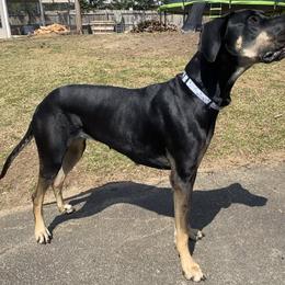 Bailey - Great Dane