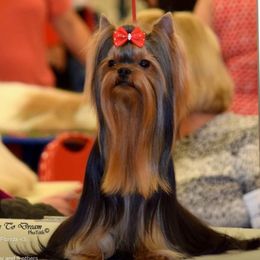 Xavi - Yorkshire Terrier