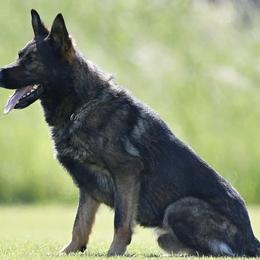 Brew - German Shepherd