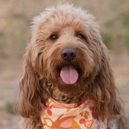 Roxy - Goldendoodle