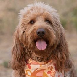 Roxy - Goldendoodle