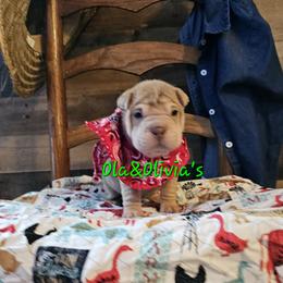 Chinese Shar-Pei Puppies from Zoey's Waggly Tails