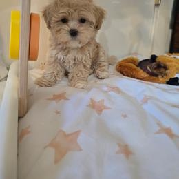 Jungkook - Cream male Maltipoo puppy in Washington from Mt.BakerPoodles&Doodles