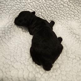 Leo - Black male Goldendoodle puppy in Forney, Texas from Cityline Goldendoodles