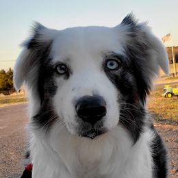 Elsa - Australian Shepherd